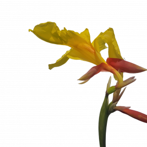 Striped Beauty Canna