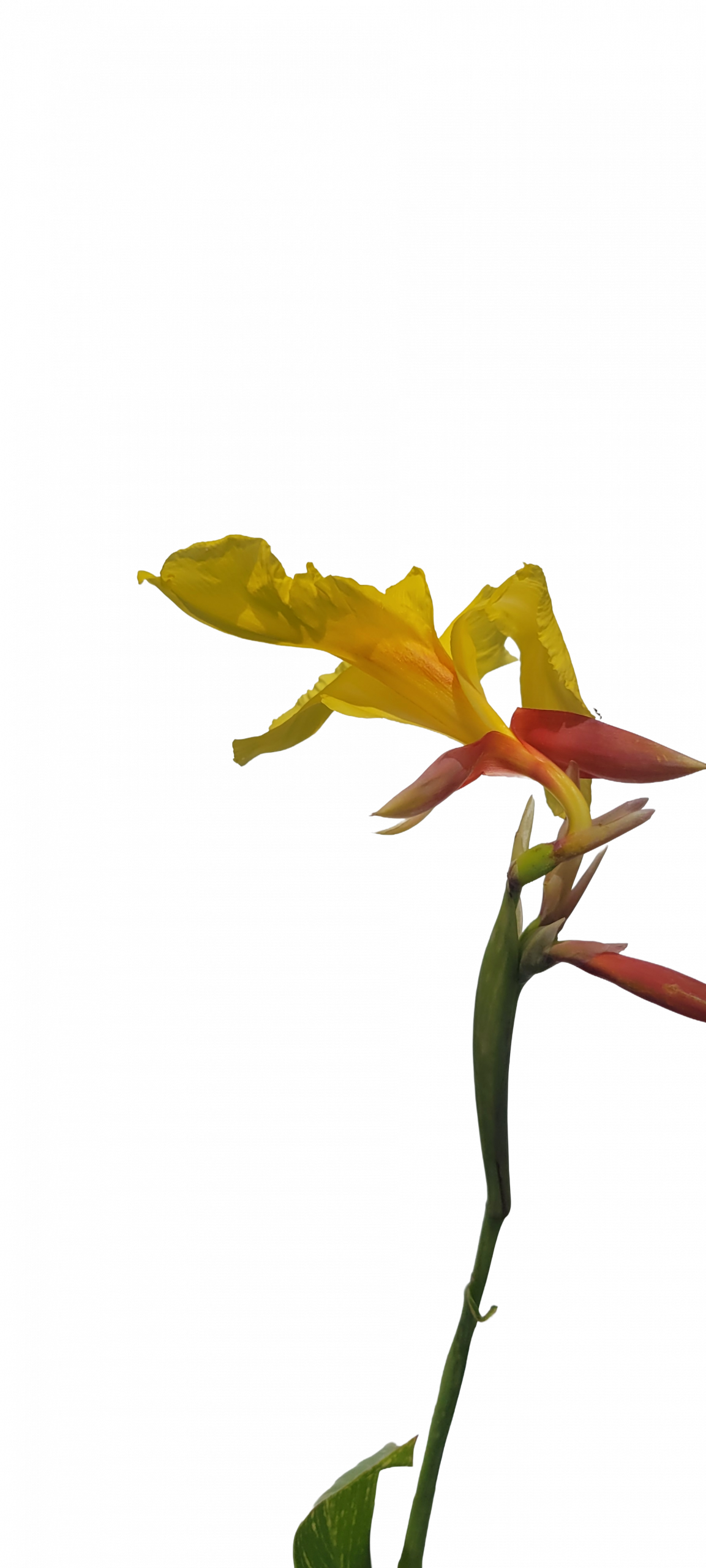 Striped Beauty Canna