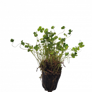 Variagated Clover