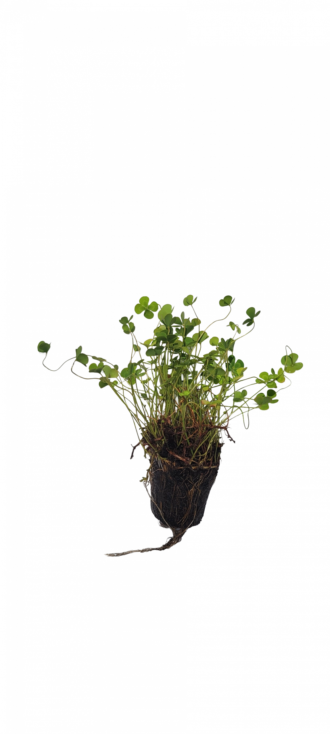 Variagated Clover