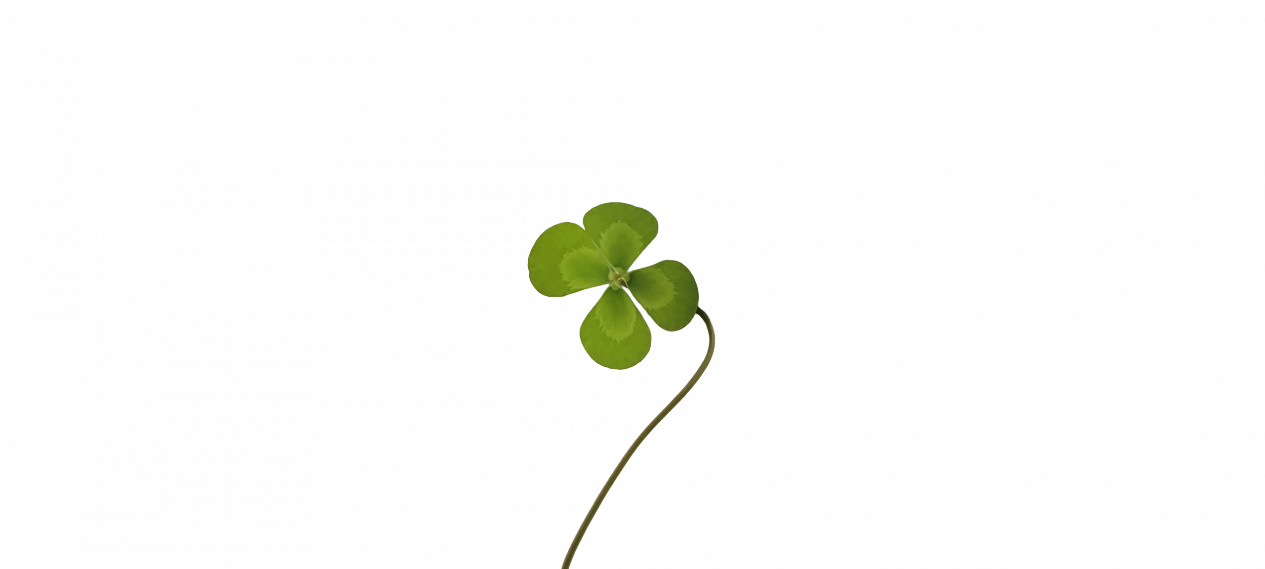Variegated Clover