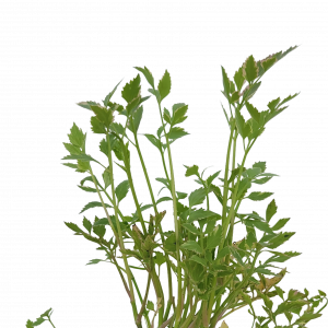 Water Celery