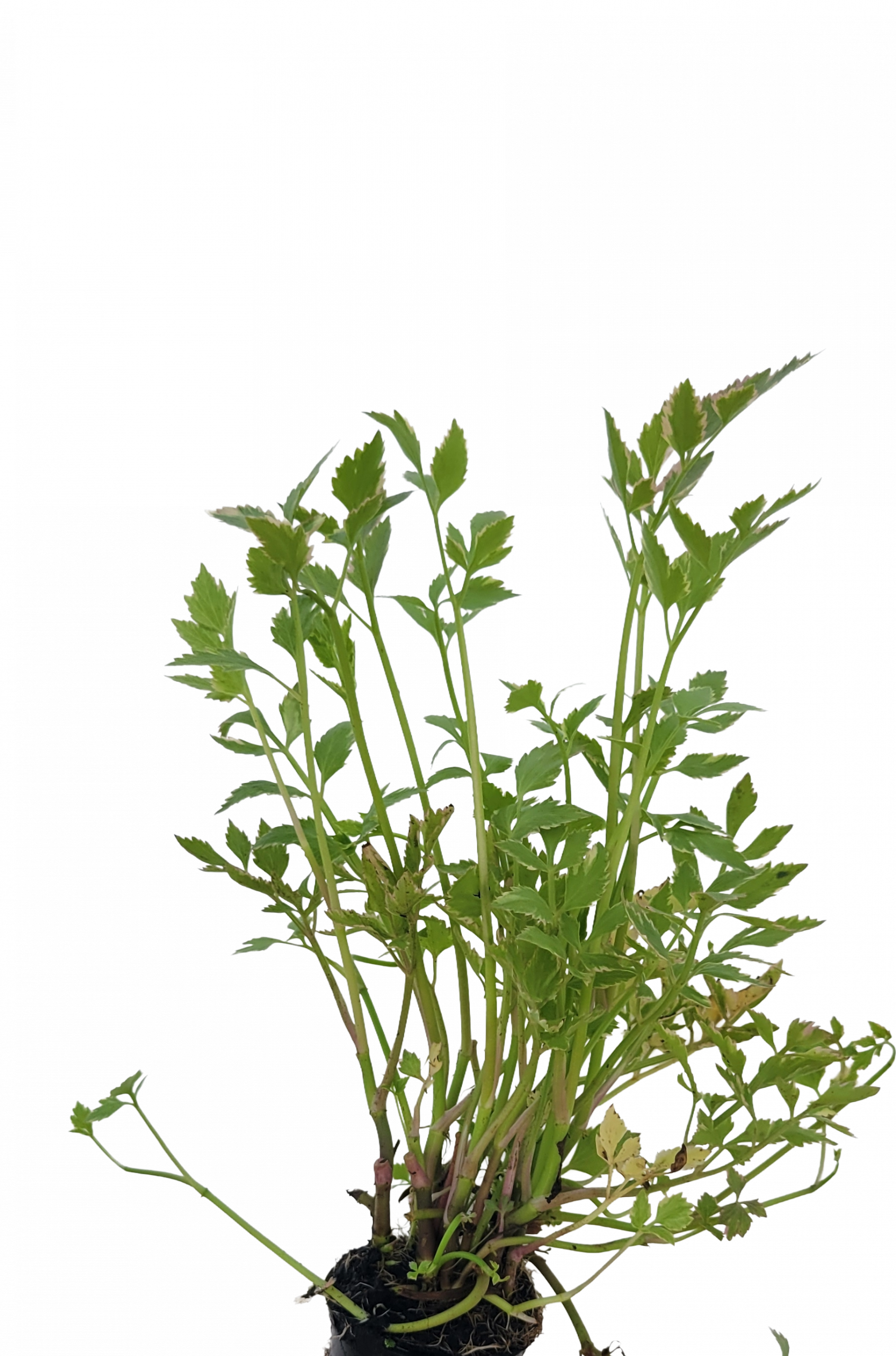 Water Celery