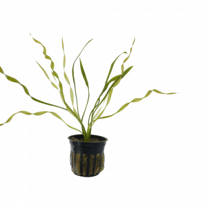 Vesuvius Sword for sale Echinodorus Vesuvius twisted spiral aquarium plant bare root 2 inch pot