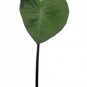 Violet Stem Taro for sale Colocasia esculenta Fontanesii purple black stems dark green leaves pond marginal 2 inch pot