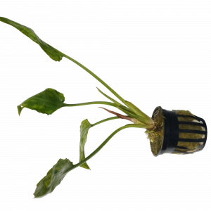 Cryptocoryne Pontederifolia for sale arrowhead shaped green leaves midground aquarium crypt bare root 2 inch pot