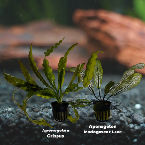 Once Aponogeton A Time Plant Pack