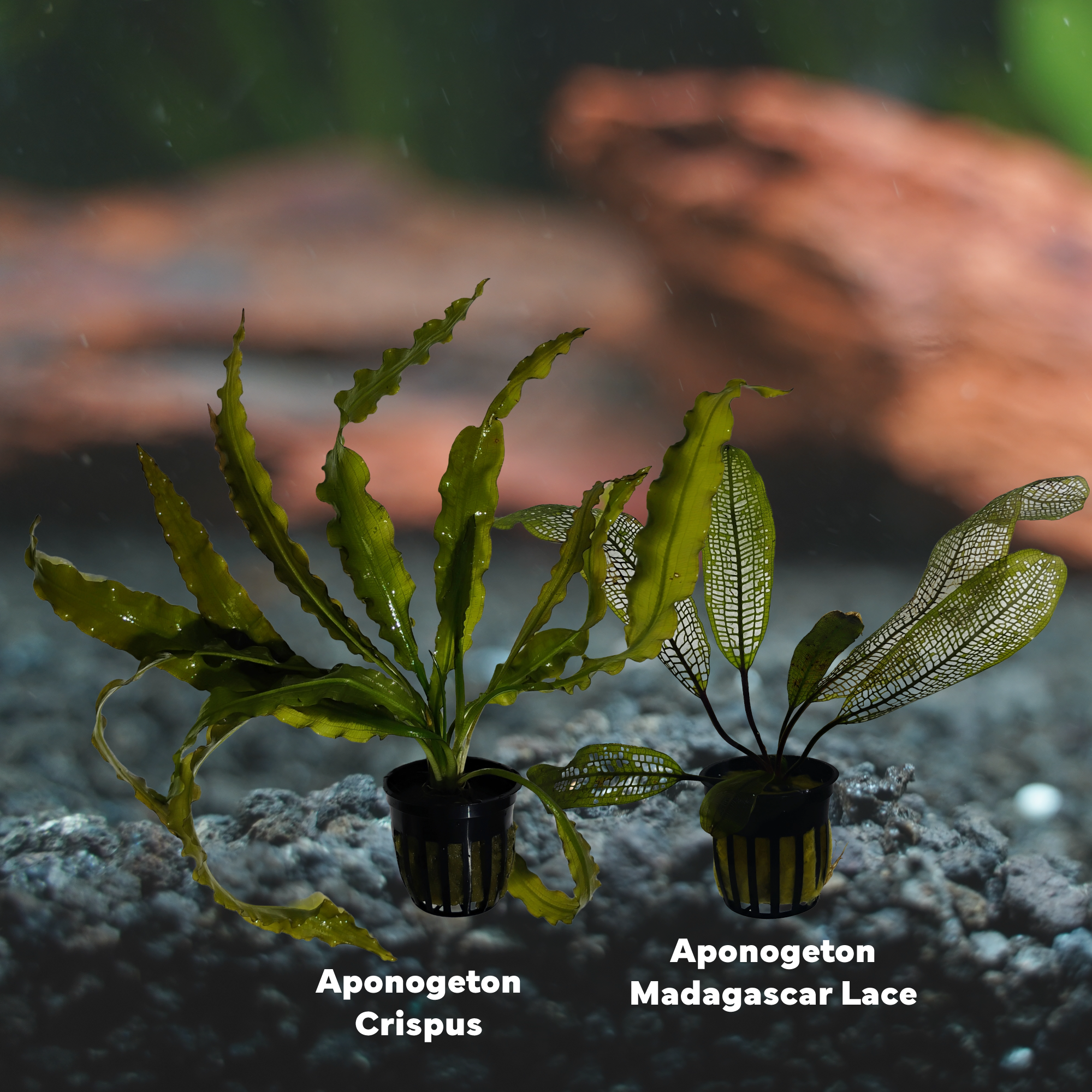 Quinn's Fins Aponogeton Ulvaceus & Aponogeton Boivinianus Submerged Live Aquarium Plant Pack