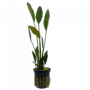 Echinodorus 'Altlandsberg' — Sword Plant