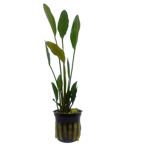 Echinodorus 'Altlandsberg' — Sword Plant