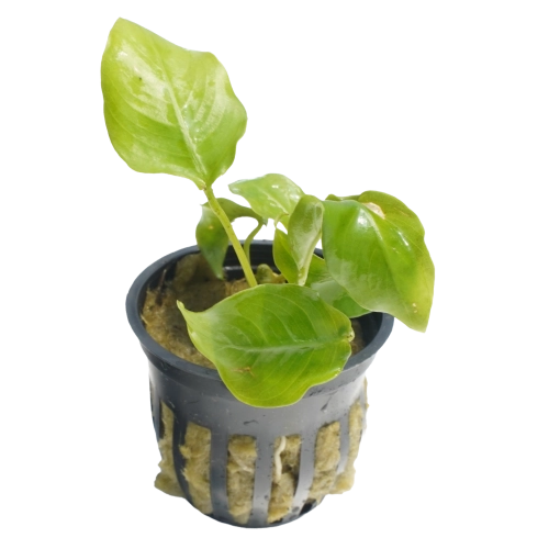 Anubias nana Golden