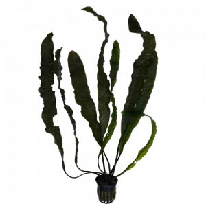 Aponogeton boivinianus