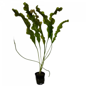 Aponogeton ulvaceus