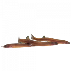 Black Kuhli Loach — Pangio semicinctus
