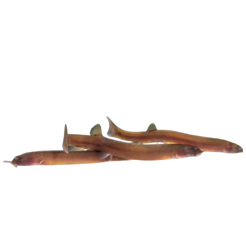 Black Kuhli Loach — Pangio semicinctus
