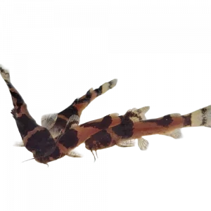 Bumblebee Catfish - Microglanis iheringi