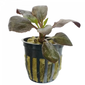 Cardinal Plant for sale Lobelia cardinalis bright green aquarium stem plant bare root 2 inch pot