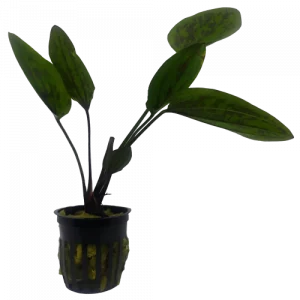 Echinodorus 'Chocolate Marble' — Sword Plant