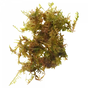 Christmas Moss — Vesicularia montagnei