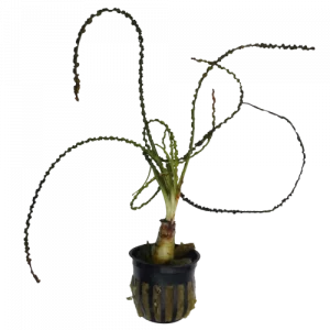 Crinum calamistratum