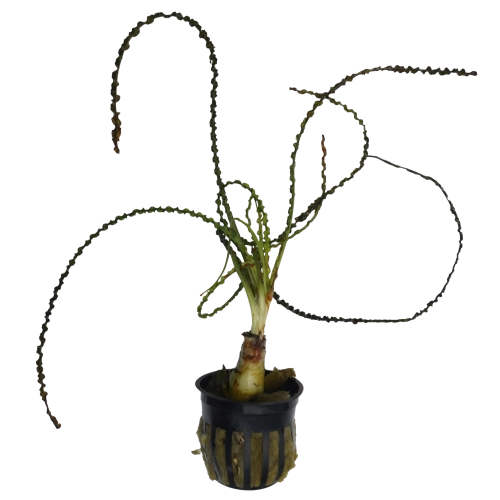 Crinum calamistratum