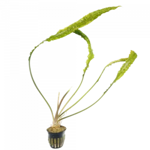 Cryptocoryne aponogetifolia