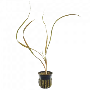 Cryptocoryne retrospiralis
