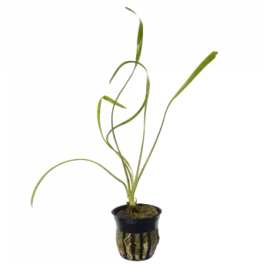 Cryptocoryne spiralis