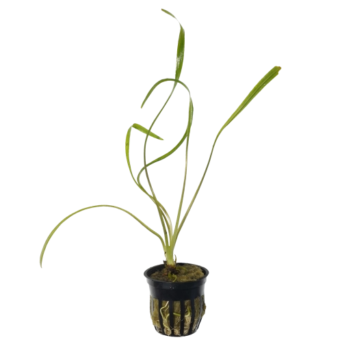Cryptocoryne spiralis