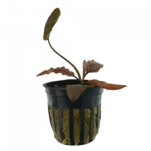 Tropica Crypt — Cryptocoryne Wendtii 'Tropica'