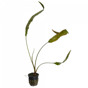 Cryptocoryne usteriana