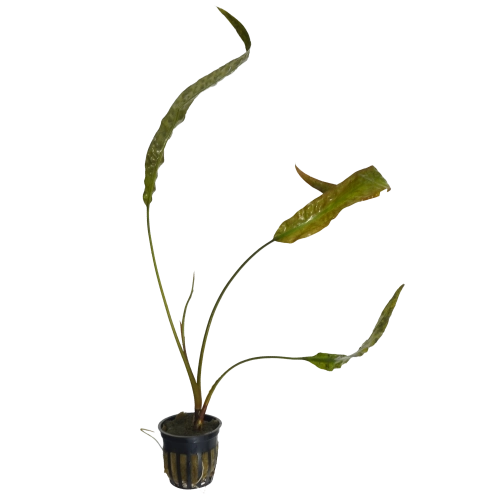 Cryptocoryne usteriana