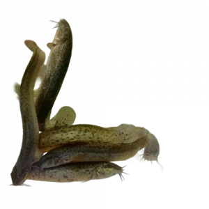 Dojo Loach - Misgurnus anguillicaudatus  <div class="no-ship-title">NO SHIPPING TO THE FOLLOWING STATES: CO, MD, ME, MI, MN, NC, NJ, NY, OR, PA, VA, VT, WI</div>