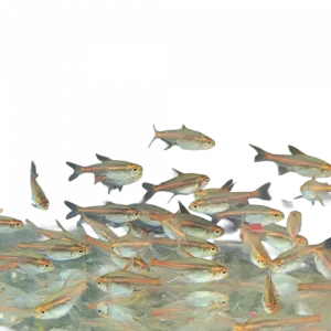 Fire Neon Tetra — Glolite Tetra — Hemigrammus erythrozonus
