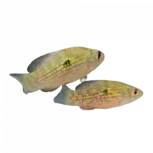 American Flagfish — Jordanella floridae