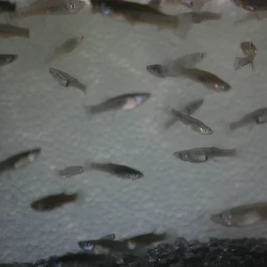 Mosquito Fish - Gambusia holbrooki  <div class="no-ship-title">No Shipping to AK, CO, MN, NY, PA, SD, WA, WI, VT and Canada.</div>