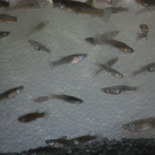 Mosquito Fish - Gambusia holbrooki <div class="no-ship-title">No Shipping to AK, CO, MN, NY, PA, SD, WA, WI, VT and Canada.</div>