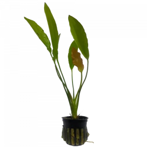 Echinodorus osiris ‘Golden’ — Golden Melon Sword Plant