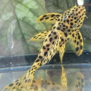 L172a — Golden Vampire Pleco — Leporacanthicus heterodon
