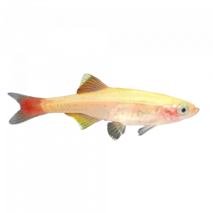 24K White Cloud Mountain Minnow - Tanichthys albonubes