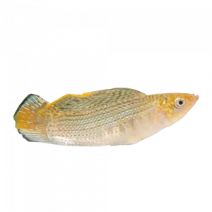 Green Sailfin Molly - Poecilia latipinna