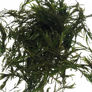 Guppy Grass - Najas guadalupensis - Moss-Like Free Floating Plant