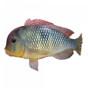 Gymnogeophagus rio olimar