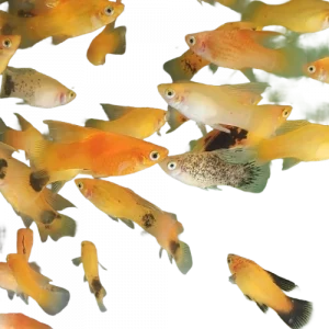 High Fin Platy -  Xiphophorus maculatus
