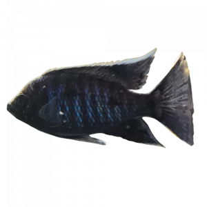 Ivory Head Mloto - Copadichromis trewavasae "Likoma Island"