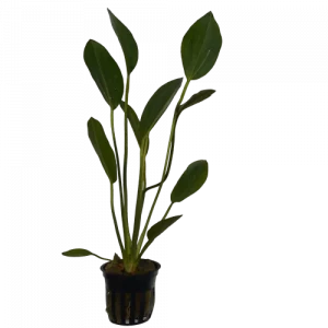 Echinodorus ‘Kleiner Bar’ — Sword Plant