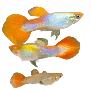 Kohaku Koi Guppy — Poecilia reticulata
