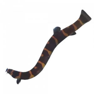 Kuhli Loach - Pangio kuhlii