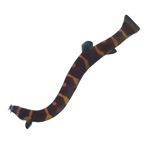 Kuhli Loach - Pangio kuhlii
