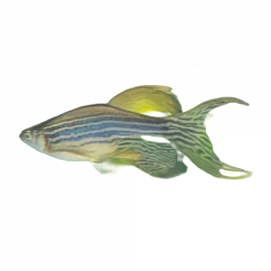 Longfin Zebra Danio - Danio rerio